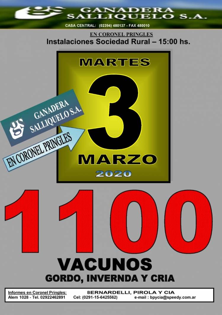 1100 vacunos a la venta en el remate de Ganadera Saliquelló