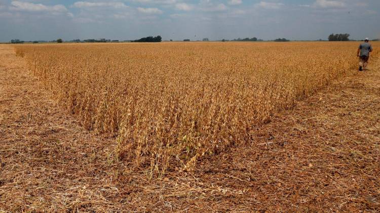 Emergencia Agropecuaria: aviso para productores