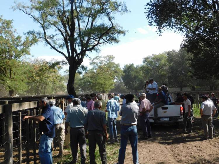 En Pringles el precio del ternero se sostuvo