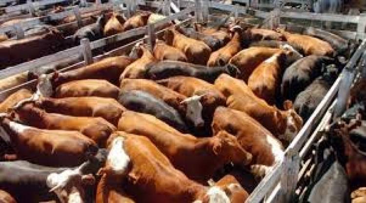 Remate diferido para mayo por continuidad de Cuarentena
