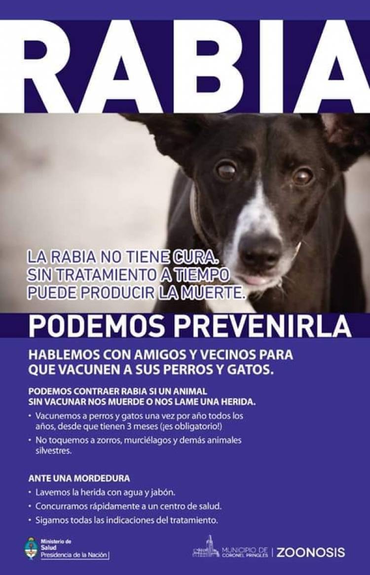 Vacunación antirrábica para perros y gatos, gratuita y masiva