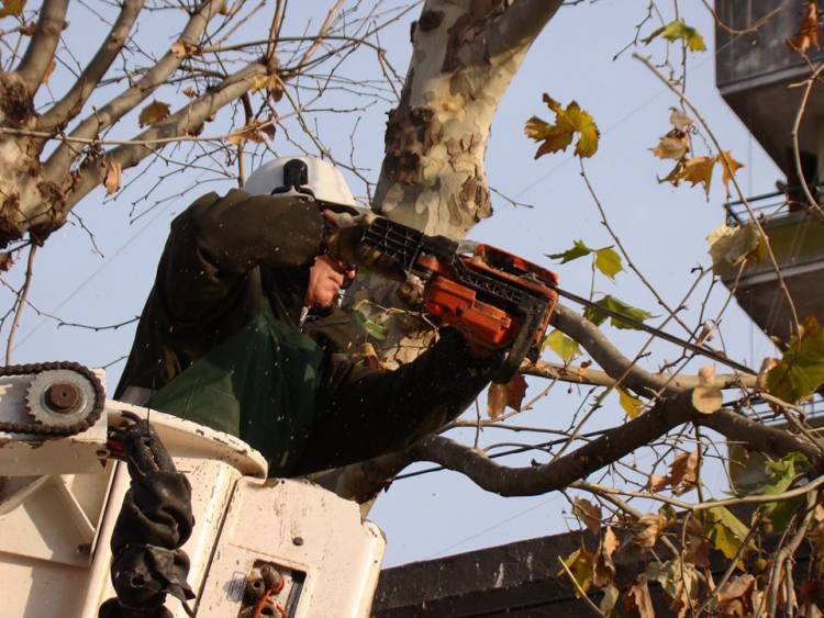 Poda en la ciudad