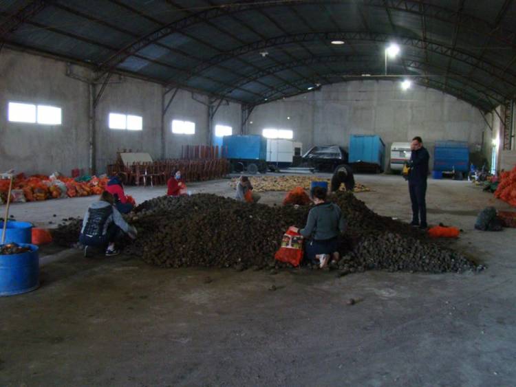 Voluntarios embolsaron papas, cebollas y zapallos