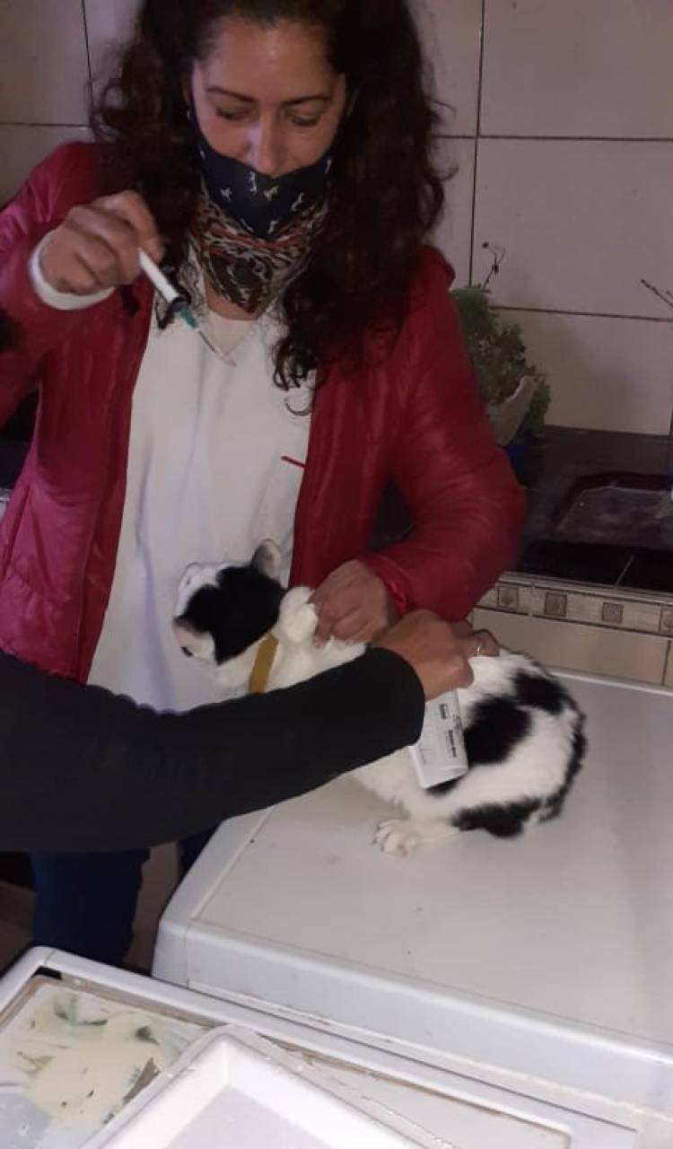 30 castraciones y 100 vacunas antirrábicas aplicadas