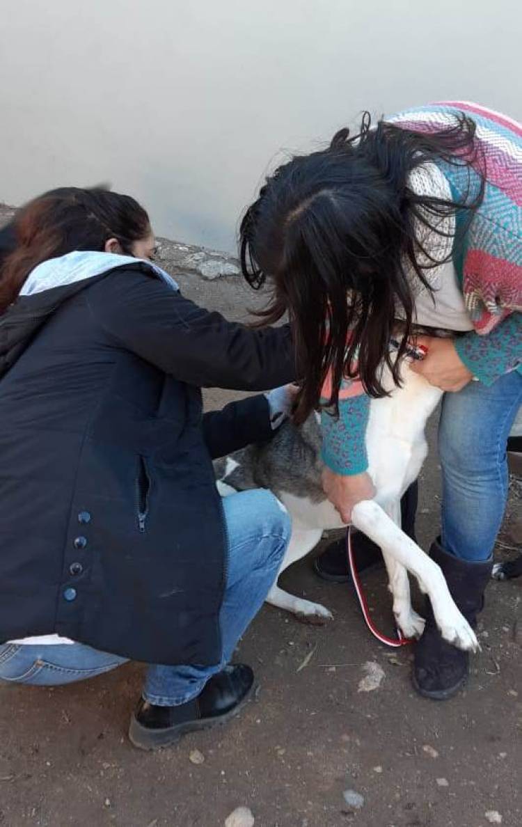 Vacunación antirrábica de mascotas