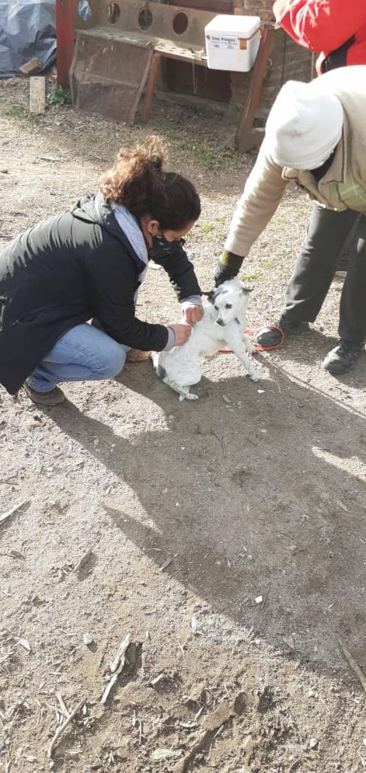 Cómo actuar ante la mordedura de un animal