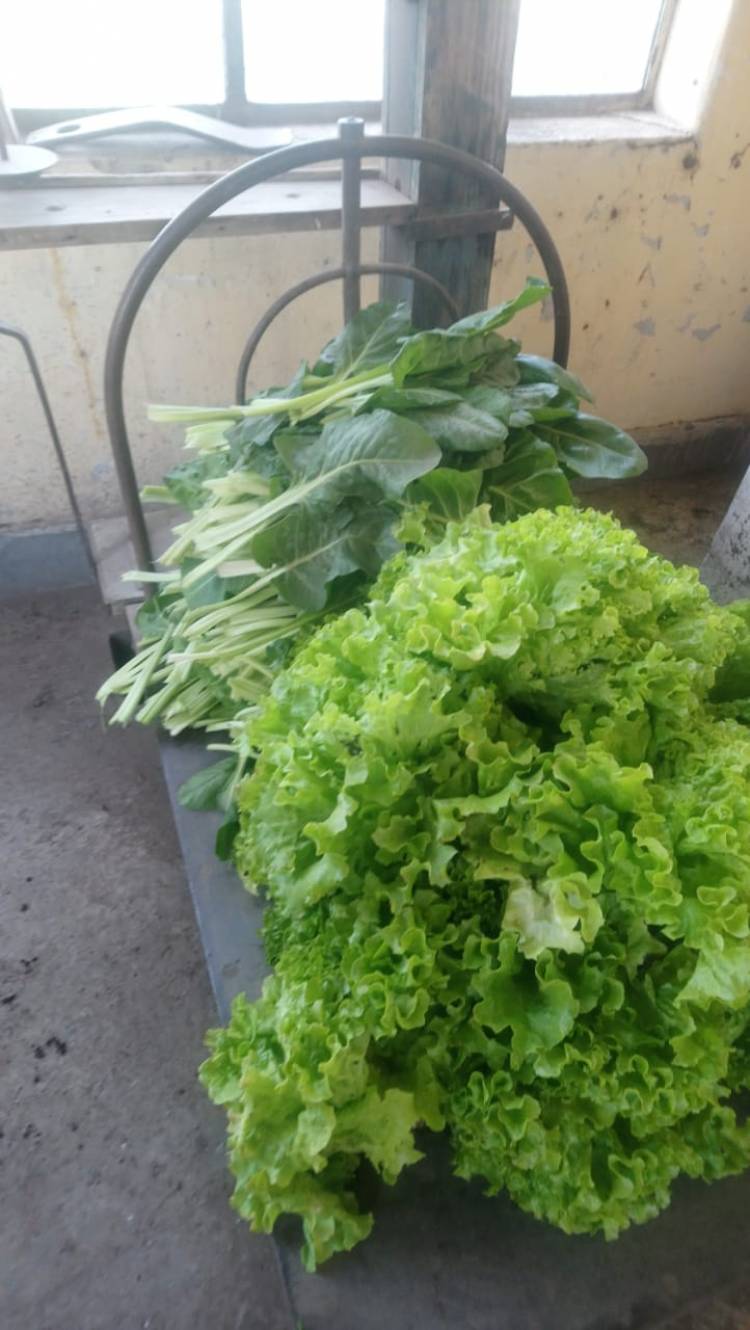 Verdura fresca al Hospital de la huerta Municipal
