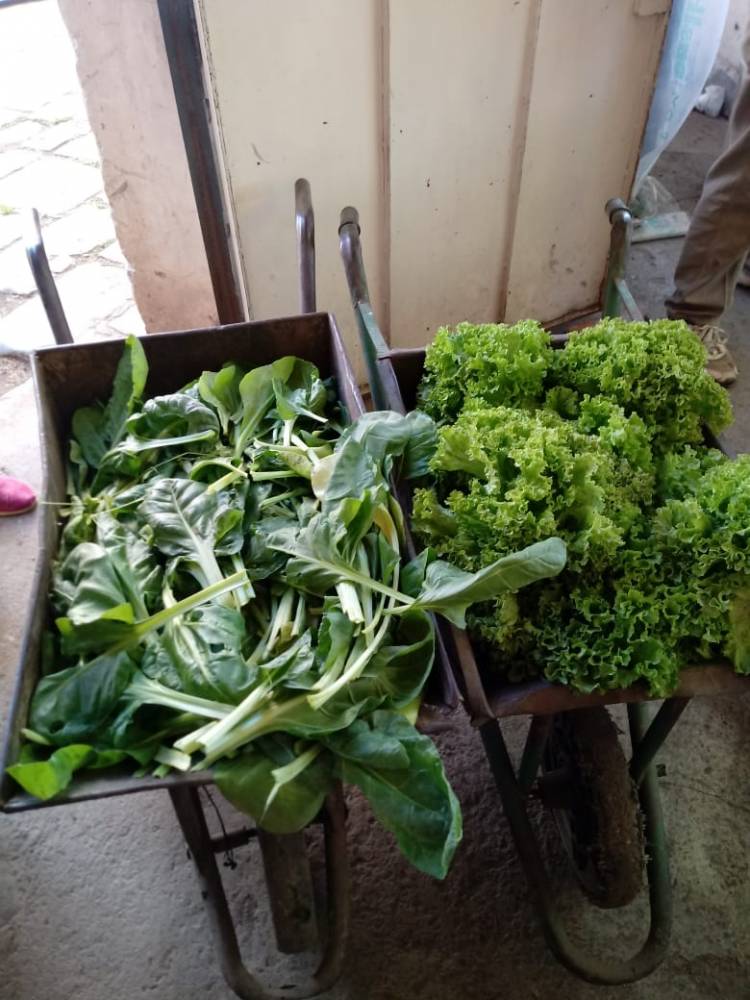 Ciudad: Entregan verduras al Hospital y a personas asistidas por COVID-19