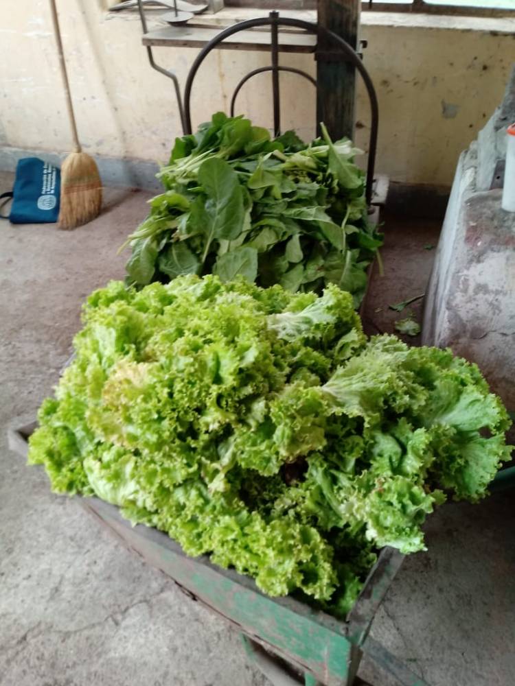 Acelga y lechuga para personas que reciben asistencia alimentaria