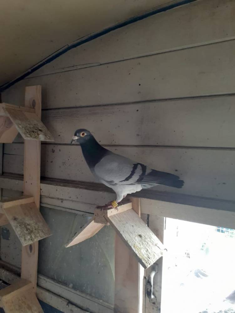 Colombófilas: Final de los Campeonatos Cronometrados en Alas Pringlenses