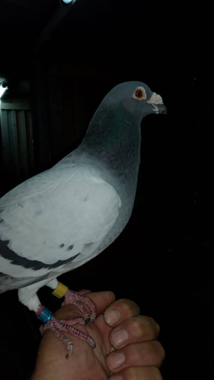 Colombófilas: La última del año desde Zapala