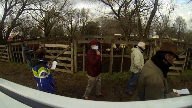 Tiene nueva fecha el Remate Especial de Fin de Año de Ganadera Salliqueló