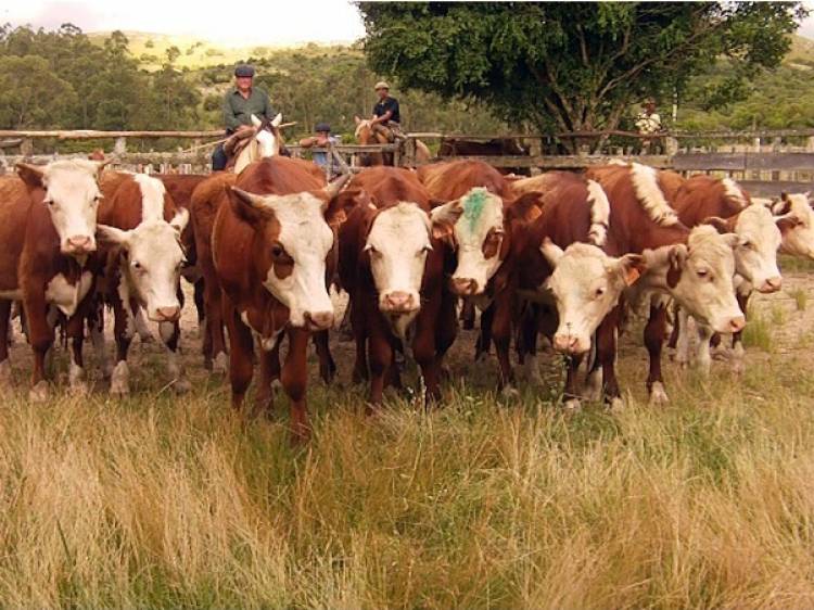 Sistemas pastoriles: manejar la suplementación estratégica para producir más