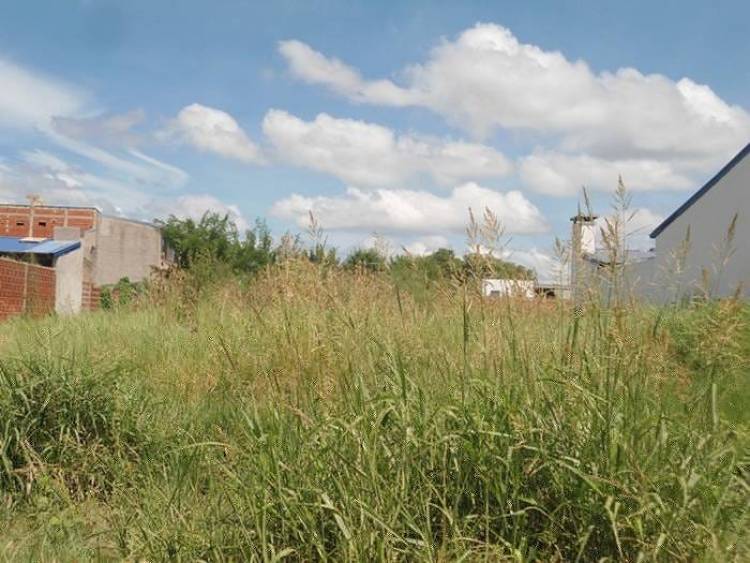 Pastizales: cómo trabaja el Municipio ante esta problemática