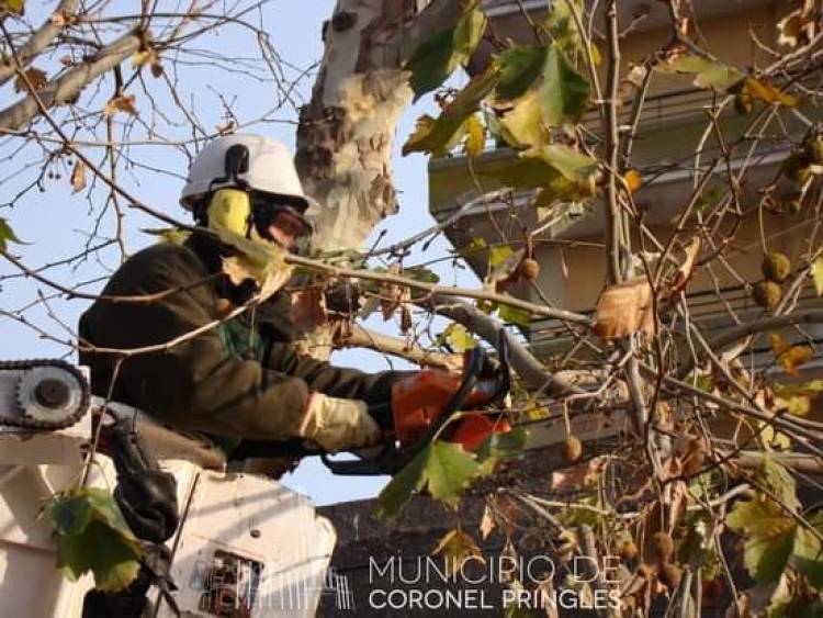 Registro para poda y extracción en el arbolado público