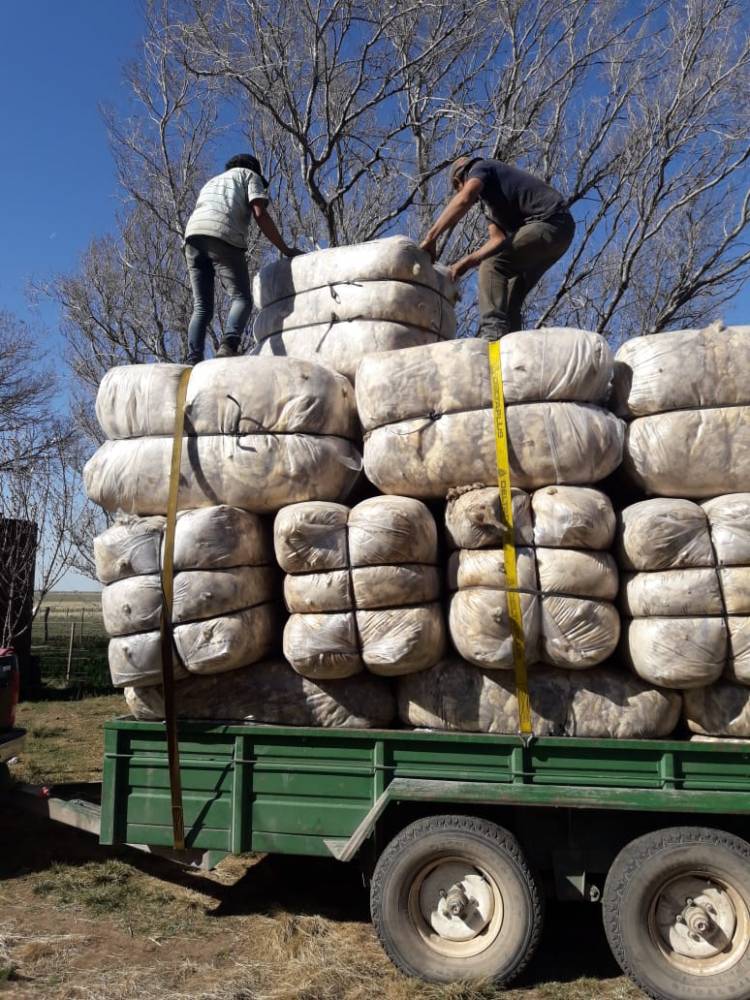 2° Licitación de Lanas del Centro de Acopio "Coronel Pringles"