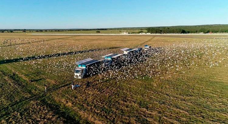 Colombófilas: Rotundo triunfo de Humberto Severini desde La Plata, ganador en las dos categorías