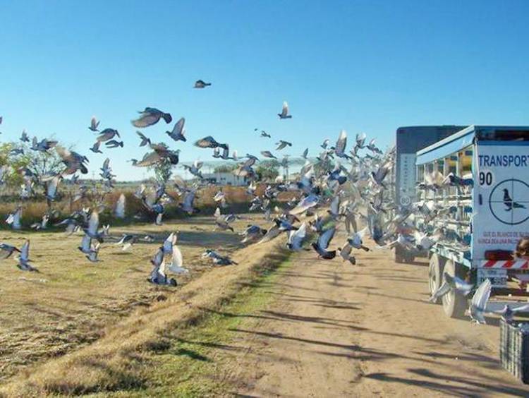 Colombófilas: Los Campeones fueron Carlos Padelli en el Mixto y Humberto Severini en Pichones