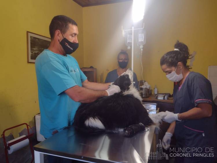 Castracción y desinfección en Indio Rico