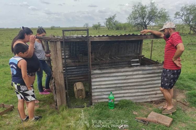 Nueva entrega de ponedoras