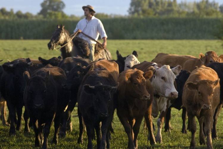Indicadores para enfrentar el estrés calórico que enfrentan los vacunos
