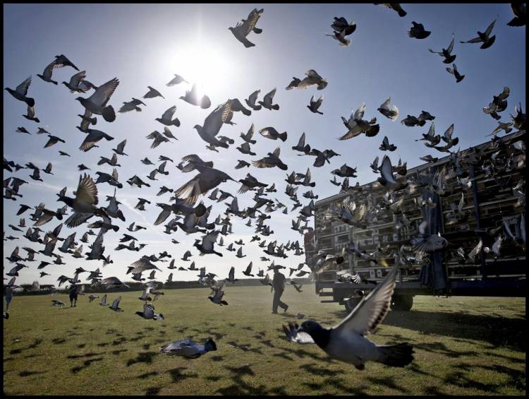 Colombófilas: Los primeros ganadores fueron, Ariel Pérez en Novicios y Vicente Pili en el General