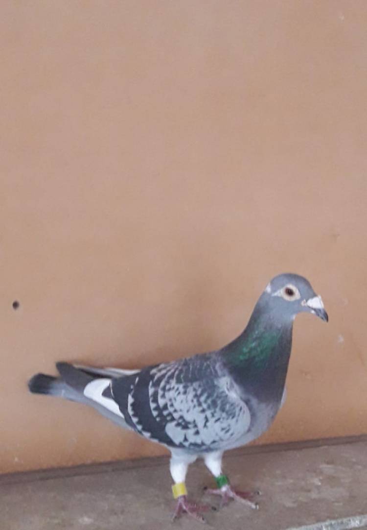 Colombófilas: Los ganadores fueron en Categoría Pichones José M. Baschiera y en el Mixto nuevo triunfo de Jazmín Garaicochea