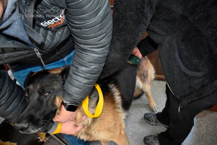 Este viernes 8 de Septiembre colocación gratuita de Chip y Registro de Perros Potencialmente Peligrosos