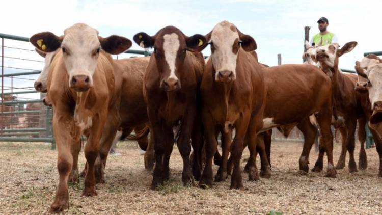 En el próximo remate de Ganadera Salliqueló se destacan toros de la Cabaña "Mayumana" 