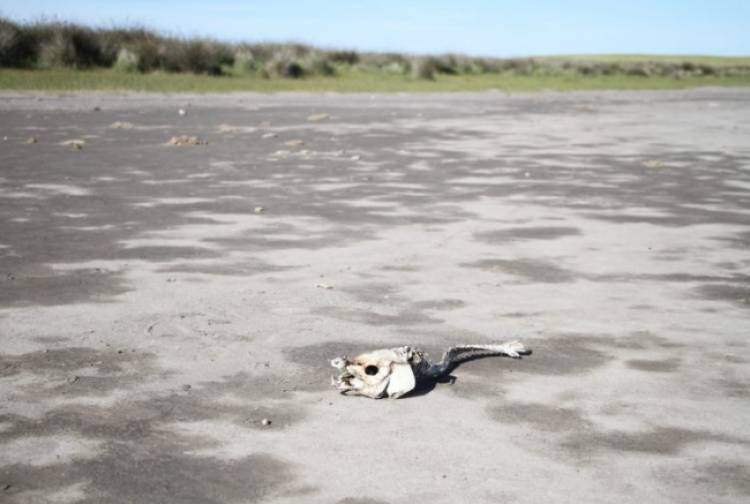 Coronel Pringles en Emergencia por sequía