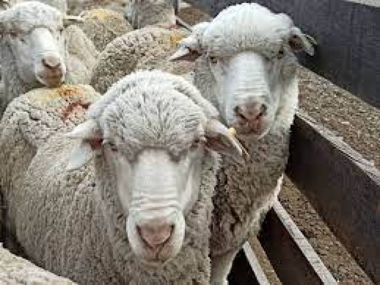 Se viene la IV° Jornada Dohne Merino en Coronel Pringles