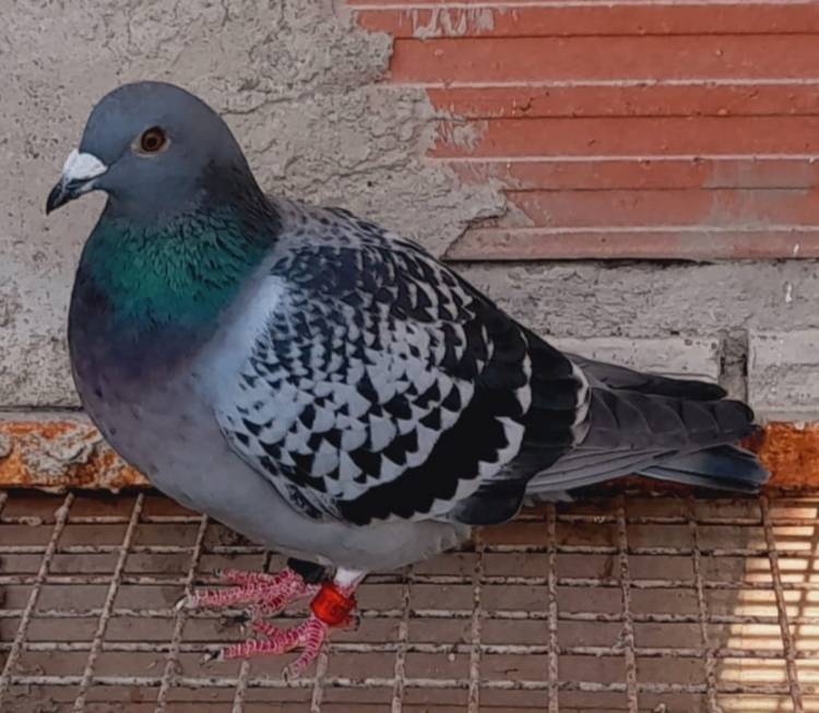 Colombófilas: Jazmín Garaicochea en Pichones y la Escuela Agrotécnica en el Mixto