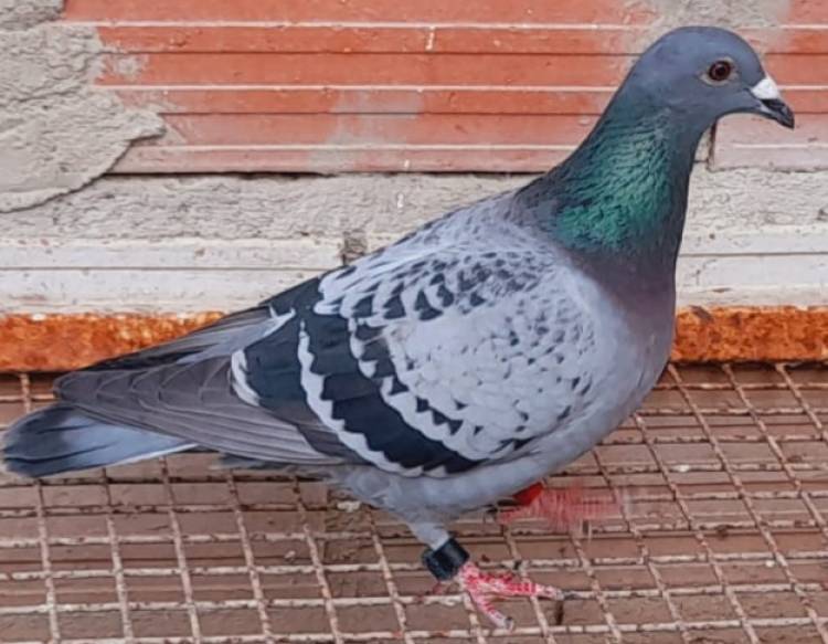 Colombófilas: Triunfos de Jazmín Garaicochea y Gustavo Barroti en sus respectivas categorías