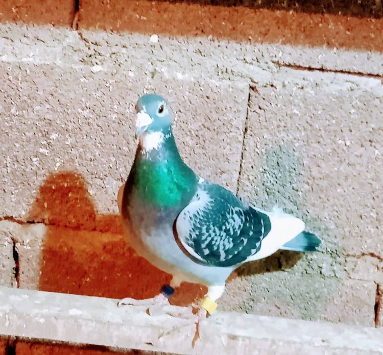 Colombófilas: En una complicada competencia el Gran Ganador fue Abel Aguirrezabala