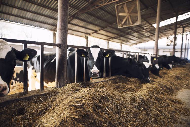 Campo: Estrategias para defenderse con los vacunos (carne o leche)