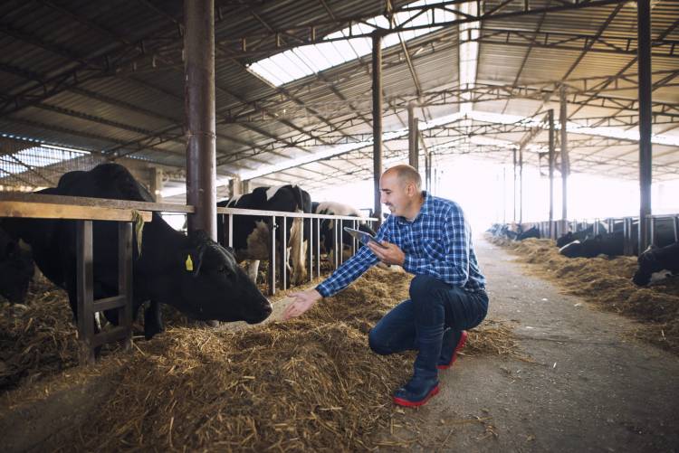 La ganadería no es enemiga de la agricultura