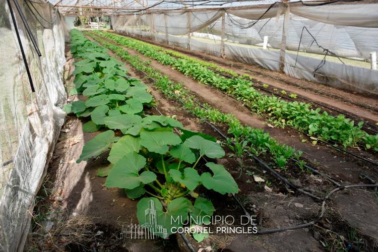Convocatoria a Productores Hortícolas, Verduleros y de Huertas Familiares