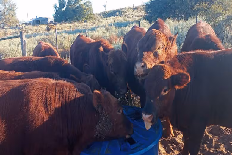 Caso exitoso: un productor usó una alimentación muy sencilla para un tipo de ganado y el resultado fue abrumador