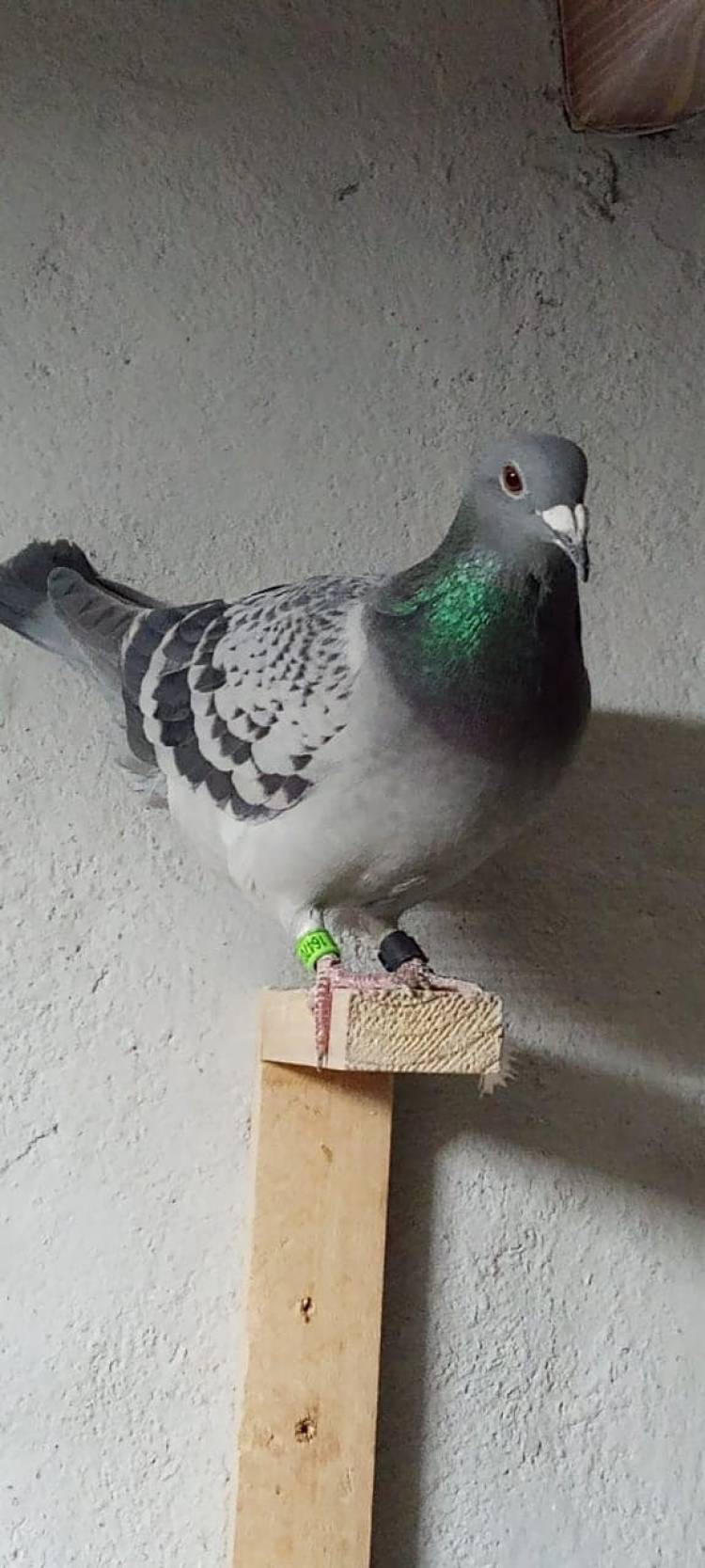 Colombófilas: Los ganadores fueron reiterados en el barrio de calle Italia: Fernández-Rodríguez en Pichones y José M. Baschiera en Mixto