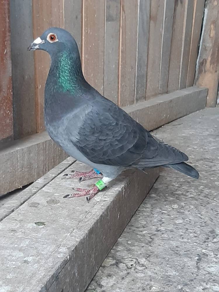 Colombófilas: Jonatan Castillo fue ganador del Federal y Campeón de Pichones, Rosando Sosa Campeón del Mixto y Damián y Daniel Albarracín ganadores del Premio "Mario Luis Sensi"