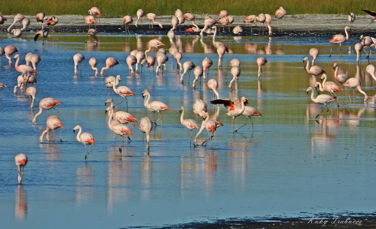 ¡La Laguna de Puan se consagra campeona del Mundial de Turismo Rural Bonaerense!