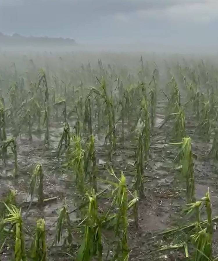 Serios daños causó el granizo en un maizal en la zona de Indio Rico