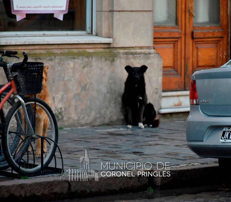 Tutoría responsable de animales