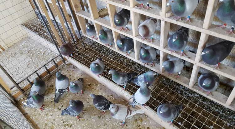 Colombófilas: Triunfo del Palomar Ave Fénix de Nancy Fritz