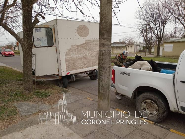 Castración  gratuita en Indio Rico