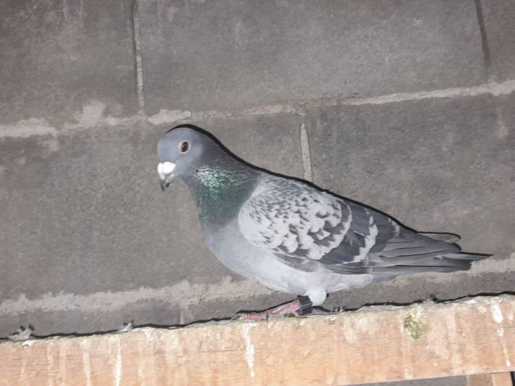 Colombófilas: Nuevo triunfo del Palomar el Tatu de José Dindurra en Pichones y del Palomar La Orientación de Alejandro Berruet en el Mixto