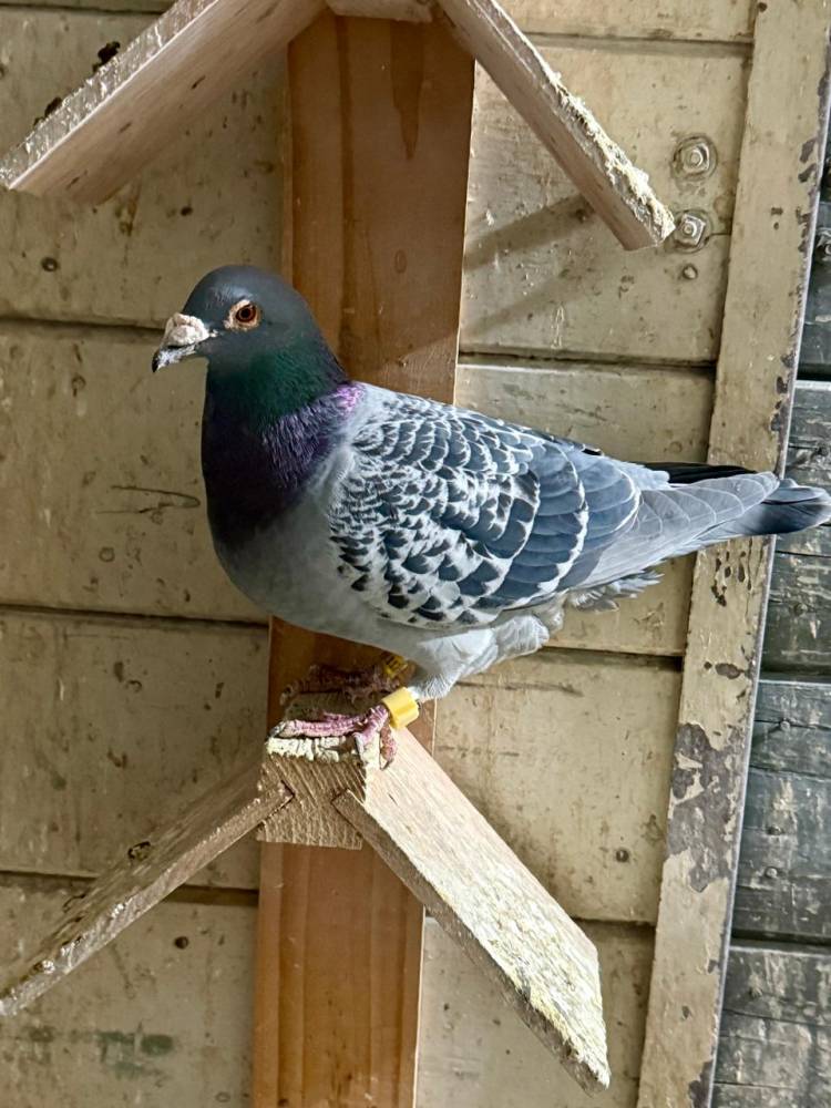 Colombófilas: Los ganadores fueron José M. Baschiera en Pichones y Nancy Fritz en el Mixto