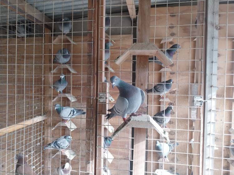 Colombófilas: El Palomar "El Cacho Zoilo Peralta" de Rubén Andreis Ganador en el Campeonato de Fondo