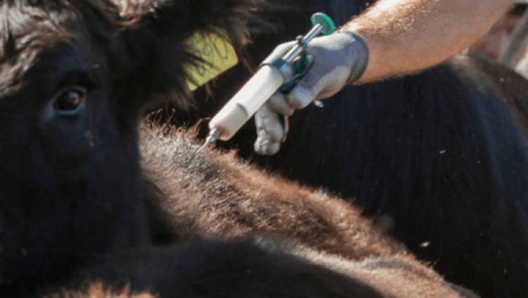 Segunda Campaña Antiaftosa 2025