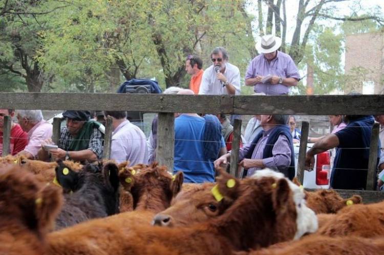 Ganadera Salliqueló rematará en la Expo Rural de Pringles